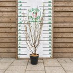 Drieň japonský (Cornus kousa) ´MILKY WAY´ – výška 100–120 cm, kont. C7L